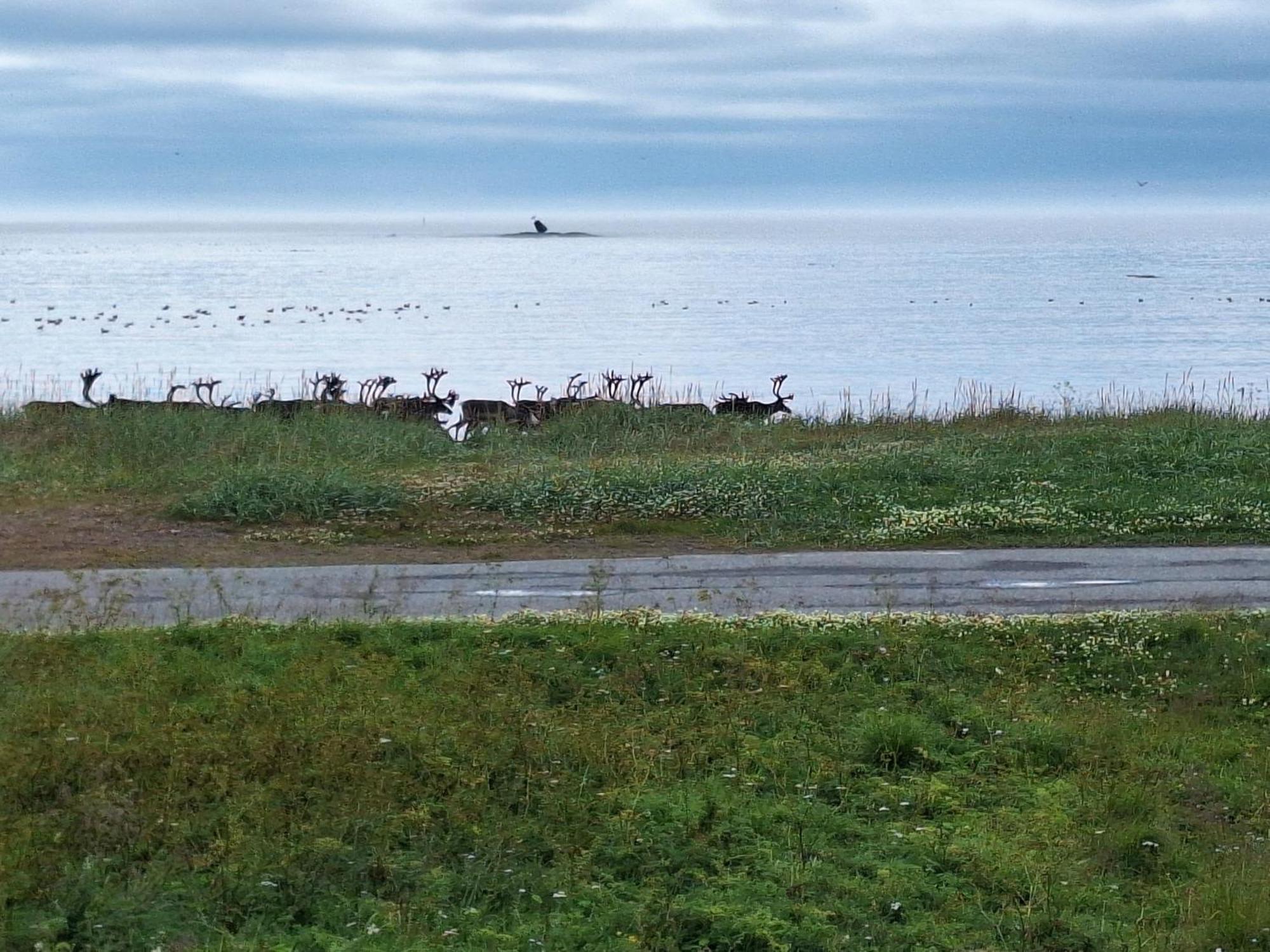 Feriehus Ved Barentshavet - Holiday Home By The Barents Sea Ytre Kiberg Zewnętrze zdjęcie